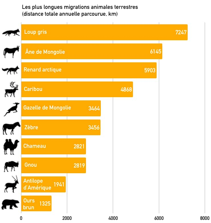 Distance totale cumulée en un an parcourue lors la migration des animaux (km). Seule la distance maximale a été retenue pour chaque espèce. <i>Source : Kyle Joly et al, Scientific Reports, 2019. © Freepik, Gerardo Martín, Felix Brönnimann, parkjisun, Becca, Sean Henderson, the Noun Project, photomontage C.D</i>